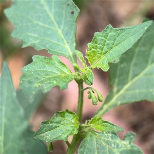 Solanum nigrum at Watson, ACT - 23 Mar 2025 11:50 AM