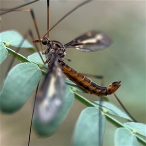 Leptotarsus (Habromastix) sp. (sub-genus) at Watson, ACT - Yesterday by Hejor1