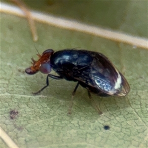 Depressa sp. (genus) at Watson, ACT - Yesterday by Hejor1