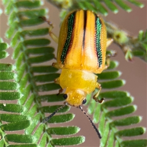 Calomela juncta (Leaf beetle) at Watson, ACT - Yesterday by Hejor1