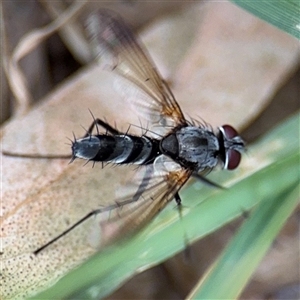 Sumpigaster sp. (genus) at Watson, ACT - Yesterday by Hejor1