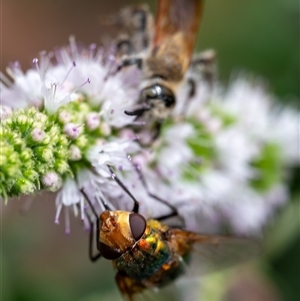 Unidentified Bristle Fly (Tachinidae) at Wallaroo, NSW - Yesterday by Jek