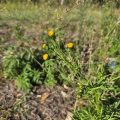 Bidens subalternans at Fadden, ACT - 23 Mar 2025 05:05 PM
