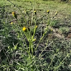Bidens subalternans at Fadden, ACT - 23 Mar 2025 05:05 PM