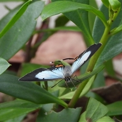 Jalmenus evagoras (Imperial Hairstreak) at Batehaven, NSW - 22 Mar 2025 by DavidDedenczuk