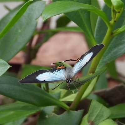 Jalmenus evagoras (Imperial Hairstreak) at Batehaven, NSW - 22 Mar 2025 by DavidDedenczuk