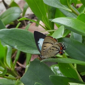 Jalmenus evagoras at Batehaven, NSW - 22 Mar 2025 11:26 AM