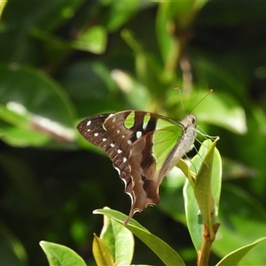Graphium macleayanum at Batehaven, NSW - 22 Mar 2025 11:47 AM