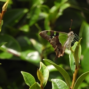 Graphium macleayanum at Batehaven, NSW - 22 Mar 2025 11:47 AM