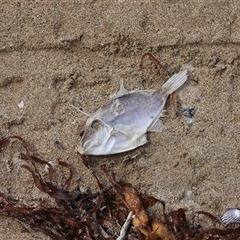 Unidentified Native Fish at Surf Beach, NSW - 22 Mar 2025 by DavidDedenczuk