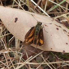 Ocybadistes walkeri (Green Grass-dart) at Denhams Beach, NSW - 22 Mar 2025 by DavidDedenczuk