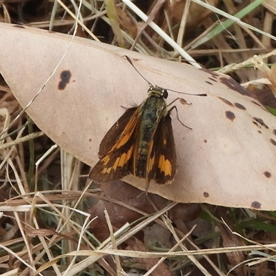 Ocybadistes walkeri (Green Grass-dart) at Denhams Beach, NSW - 22 Mar 2025 by DavidDedenczuk