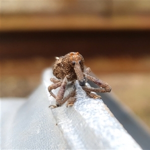 Orthorhinus cylindrirostris at Shark Creek, NSW - 23 Mar 2025 05:21 PM