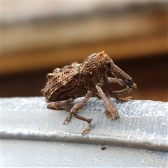 Orthorhinus cylindrirostris at Shark Creek, NSW - 23 Mar 2025 05:21 PM