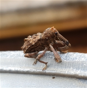 Orthorhinus cylindrirostris at Shark Creek, NSW - 23 Mar 2025 05:21 PM