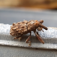 Orthorhinus cylindrirostris at Shark Creek, NSW - 23 Mar 2025 05:21 PM