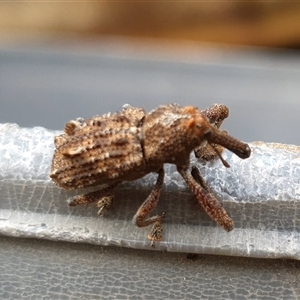 Orthorhinus cylindrirostris at Shark Creek, NSW - 23 Mar 2025 05:21 PM