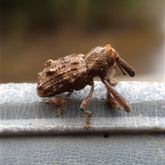 Orthorhinus cylindrirostris at Shark Creek, NSW - 23 Mar 2025 05:21 PM