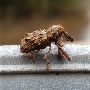 Curculionidae (family) at Shark Creek, NSW - Yesterday by Topwood