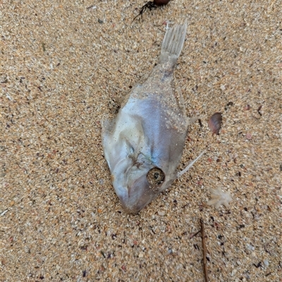 Unidentified Marine Fish Uncategorised at South Durras, NSW - 22 Mar 2025 by WalterEgo