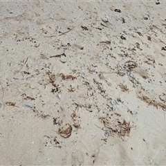 Monacanthidae (family) at South Durras, NSW - 22 Mar 2025 09:18 AM