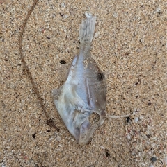 Monacanthidae (family) at South Durras, NSW - 22 Mar 2025 09:18 AM