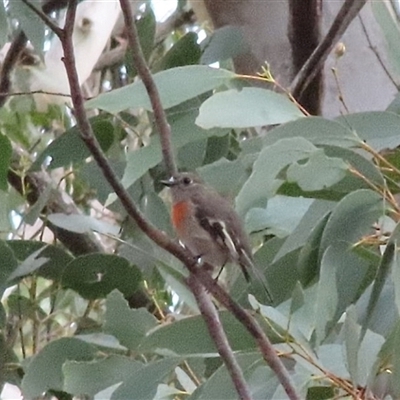 Petroica boodang (Scarlet Robin) at Jaunter, NSW - 23 Mar 2025 by ScottandMandy