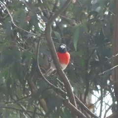 Petroica boodang at Jaunter, NSW - 23 Mar 2025 02:03 PM