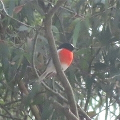 Petroica boodang at Jaunter, NSW - 23 Mar 2025 02:03 PM