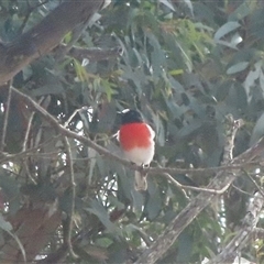 Petroica boodang at Jaunter, NSW - 23 Mar 2025 02:03 PM