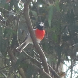 Petroica boodang at Jaunter, NSW - 23 Mar 2025 02:03 PM