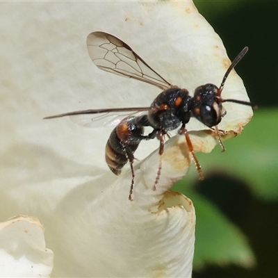 Cerceris sp. (genus) (Unidentified Cerceris wasp) at Wodonga, VIC - 23 Mar 2025 by KylieWaldon