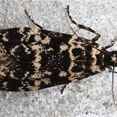 Scoparia exhibitalis (A Crambid moth) at Bulli, NSW - 22 Mar 2025 by jb2602