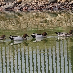 Chenonetta jubata at Symonston, ACT - Yesterday by RodDeb