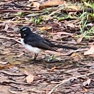 Rhipidura leucophrys at Laguna, NSW - 23 Mar 2025 10:48 AM