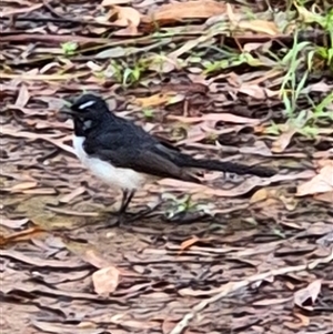 Unidentified Bird at Laguna, NSW - Yesterday by AlisonPignon