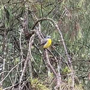 Eopsaltria australis at Laguna, NSW - 23 Mar 2025 10:40 AM