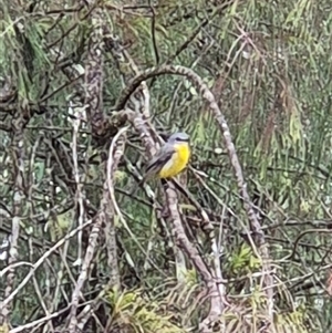 Eopsaltria australis at Laguna, NSW - Today by AlisonPignon