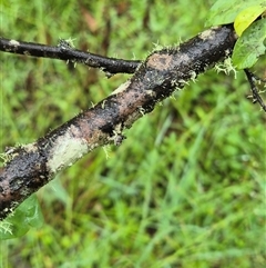 Breynia oblongifolia at Laguna, NSW - 23 Mar 2025 10:24 AM