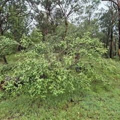 Breynia oblongifolia at Laguna, NSW - 23 Mar 2025 10:24 AM