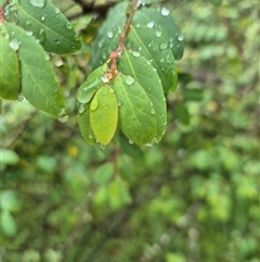Breynia oblongifolia at Laguna, NSW - 23 Mar 2025 10:24 AM