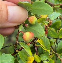 Breynia oblongifolia at Laguna, NSW - 23 Mar 2025 10:24 AM