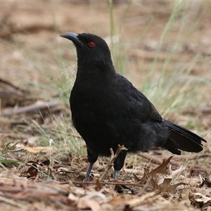 Corcorax melanorhamphos (White-winged Chough) at Symonston, ACT - Yesterday by RodDeb