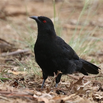 Corcorax melanorhamphos (White-winged Chough) at Symonston, ACT - 23 Mar 2025 by RodDeb