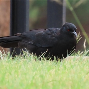Corcorax melanorhamphos at Symonston, ACT - 23 Mar 2025 12:24 PM