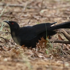 Corcorax melanorhamphos at Symonston, ACT - 23 Mar 2025 12:24 PM