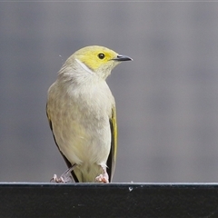 Ptilotula penicillata (White-plumed Honeyeater) at Symonston, ACT - 23 Mar 2025 by RodDeb