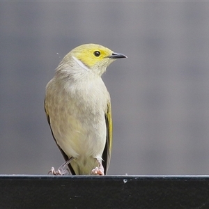 Ptilotula penicillata at Symonston, ACT - Yesterday by RodDeb