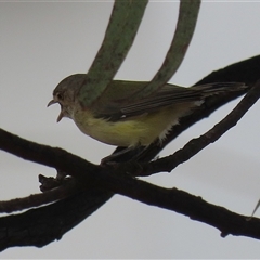 Smicrornis brevirostris (Weebill) at Symonston, ACT - 23 Mar 2025 by RodDeb