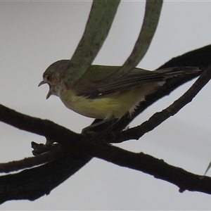 Smicrornis brevirostris at Symonston, ACT - Yesterday by RodDeb